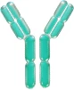 Antibody Therapeutic Target Proteins
